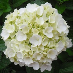 40 White Hydrangeas - Extra