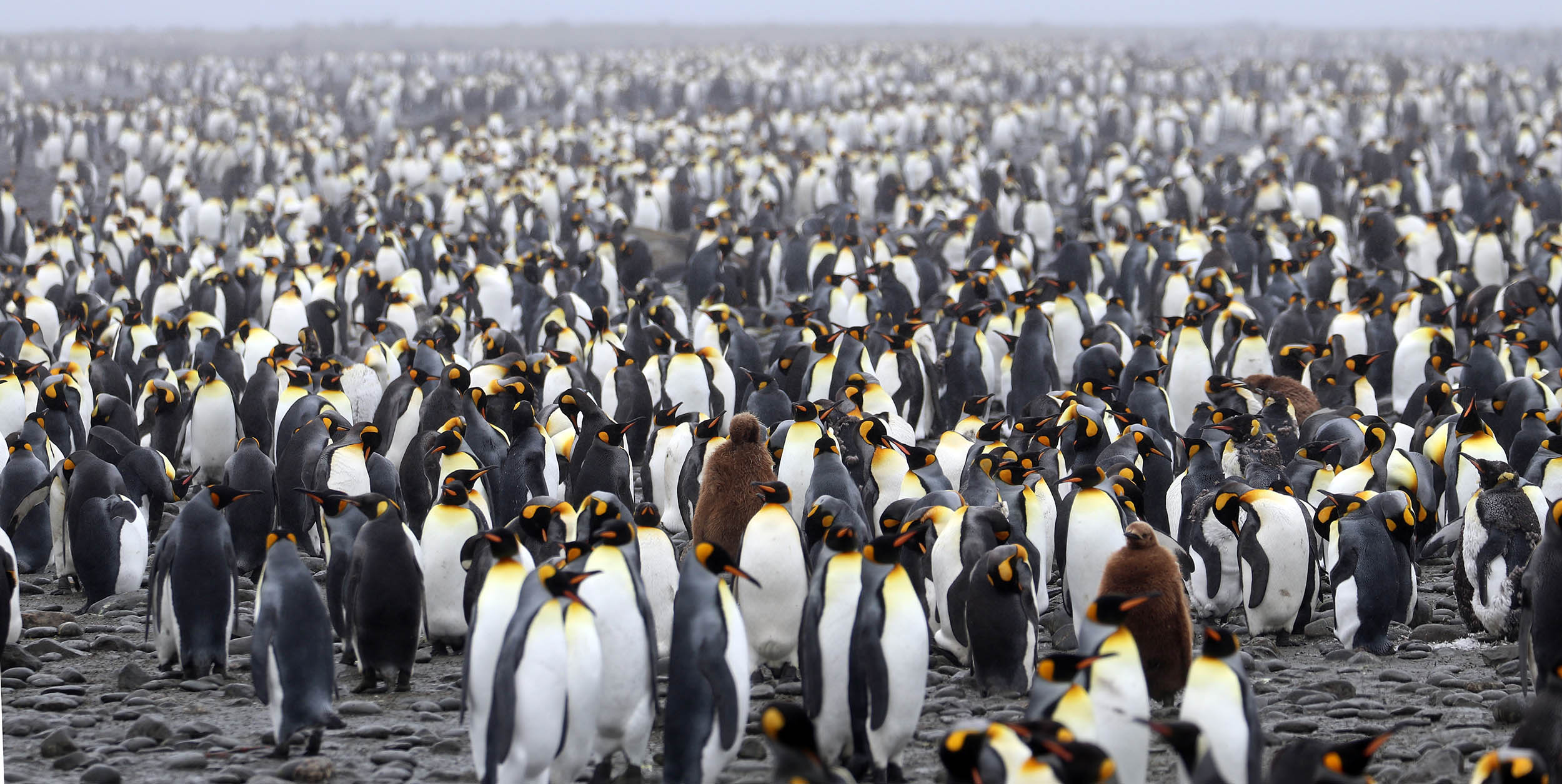 King Penguin colony, South Georgia