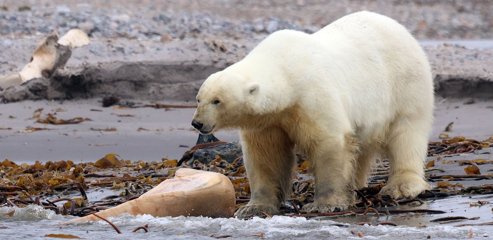 polar-bear-kvitoya-