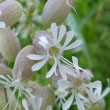 Bladder Campion