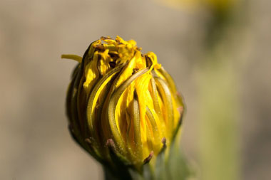 red seeded flower bud