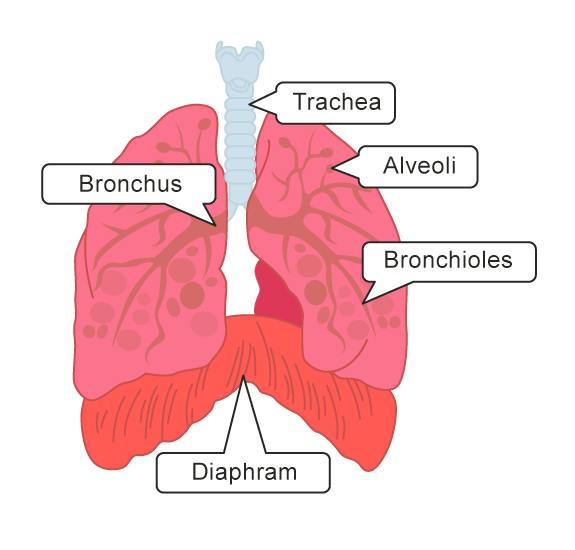 Explore What Happens in the Lungs - worksheet from EdPlace