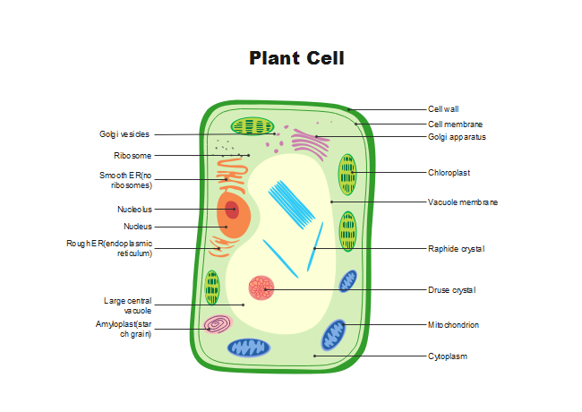 Simple Plant Cell Structure