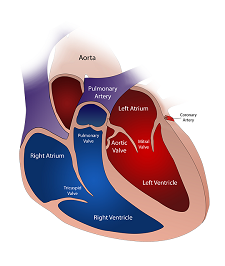 Heart Lessons, Worksheets and Activities