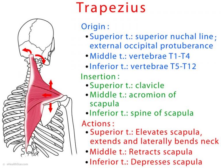 Trapezius Muscle (Upper, Middle, Lower) Spasm, Chronic Pain - eHealthStar