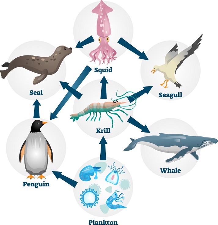 Pacific Ocean Food Web