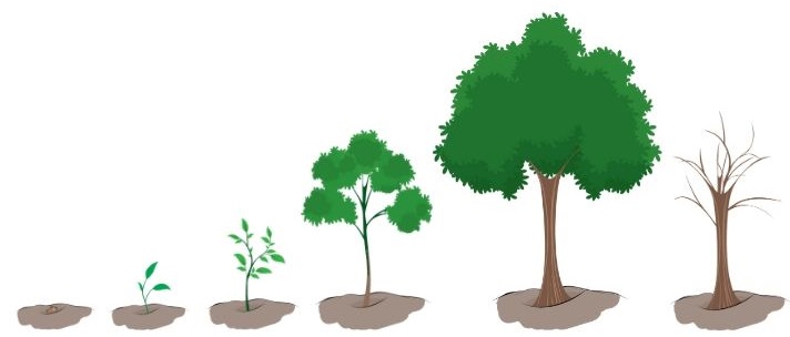 Stages Of Growth Of Life Cycle Of Tree: From Seed To Large Tree With ...