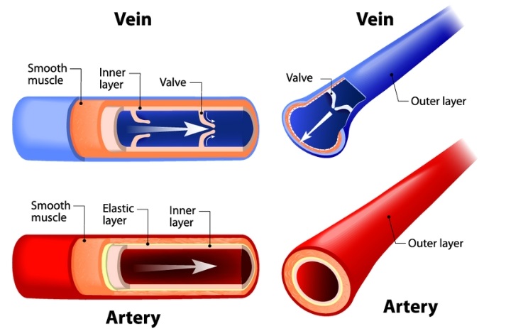 Anatomy Veins And Arteries Model Labeled