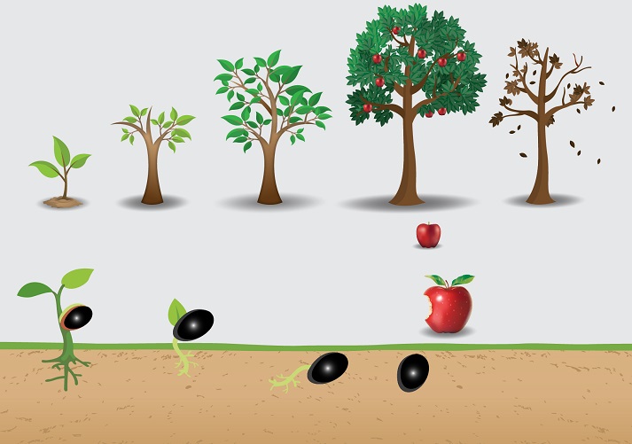 Stages Of Growth Of Life Cycle Of Tree: From Seed To Large Tree With ...