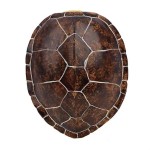 Large Turtle Shell Wall Decor