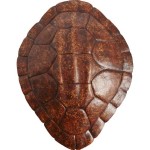 Turtle Shell Wall Decor