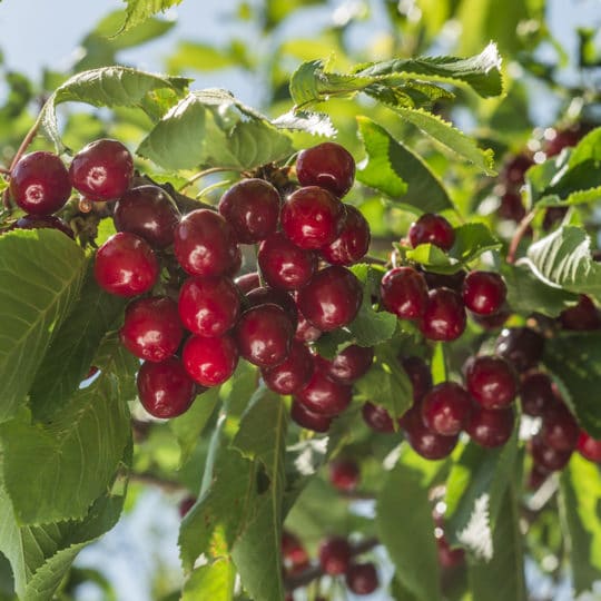 cherry-tree