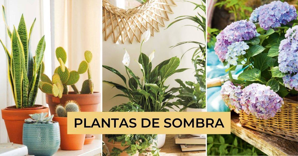 15+ Plantas Para Sombra - AlistaireMullen