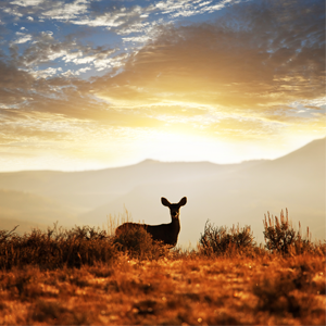 Deer silhouette in front of a sunset