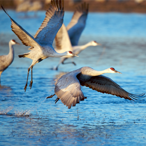 Birds flying over water