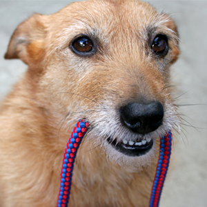 Dog holding leash