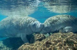 pair of manatees underwater at homosassa springs wildlife state park