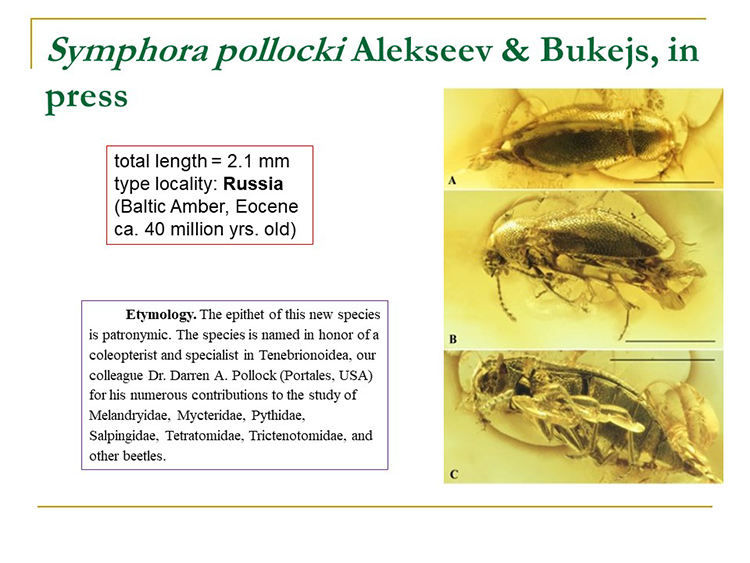 Trictenotoma pollocki Telnov & Drumont 2020