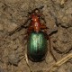 Brachinus immaculicornis  x2