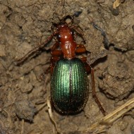 Brachinus immaculicornis  x2