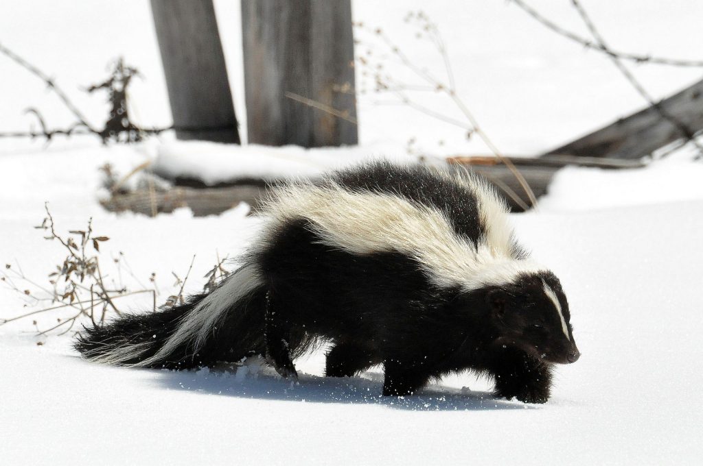 Striped Skunk -- Photo: Wikimedia Commons -- by: Dan & Lin Dzurisin