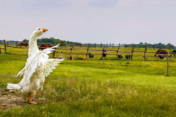 Puszta Plains Trail