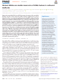 Cover page: Nicked tRNAs are stable reservoirs of tRNA halves in cells and biofluids.