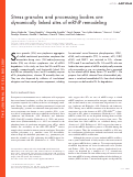 Cover page: Stress granules and processing bodies are dynamically linked sites of mRNP remodeling