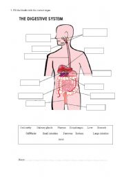 Digestive system worksheets