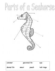 English worksheet: Parts of a Seahorse