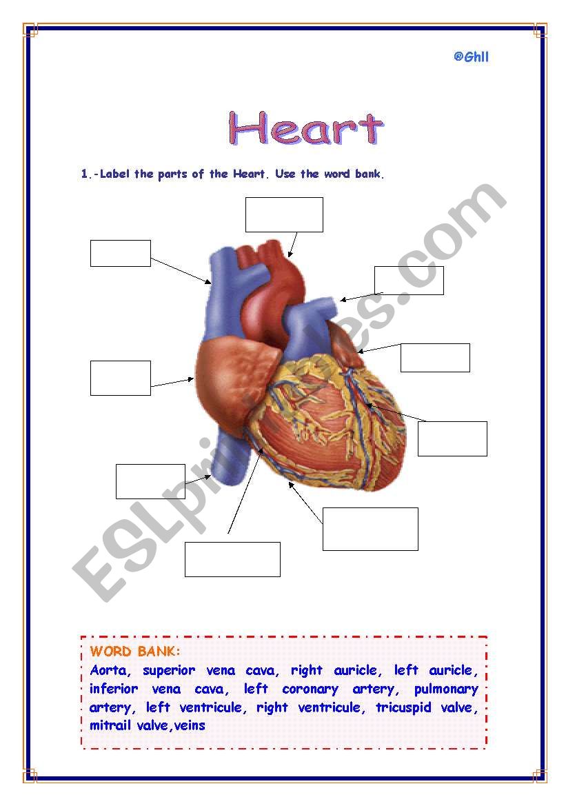 Parts Of The Heart Worksheet