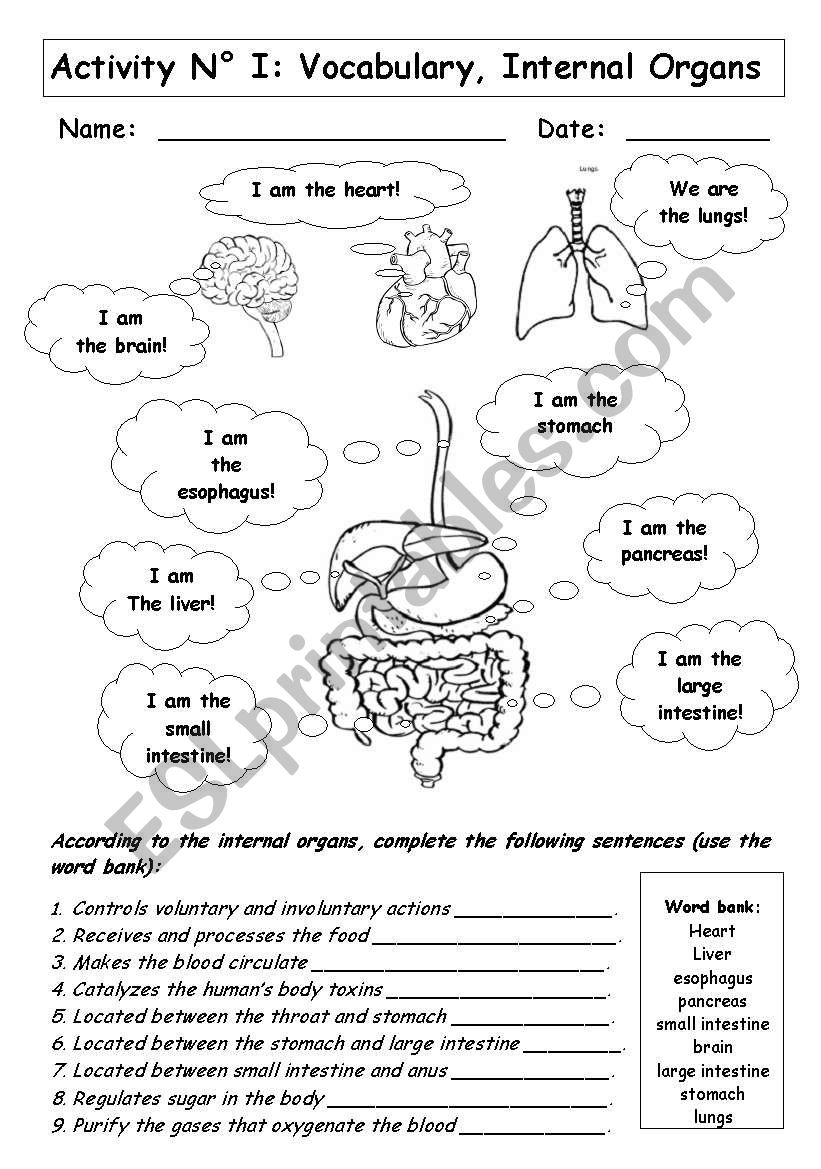 Human Organs Worksheet