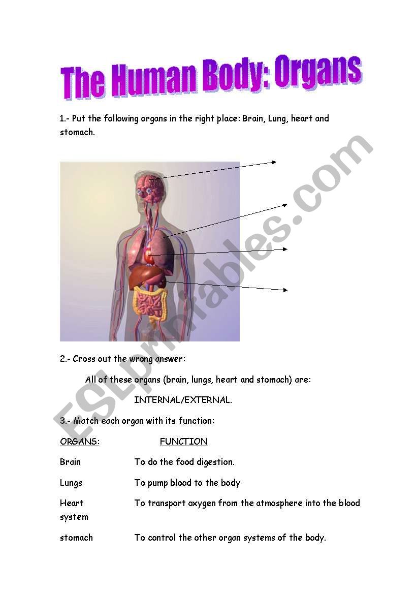 Worksheet Label Organs Human Body