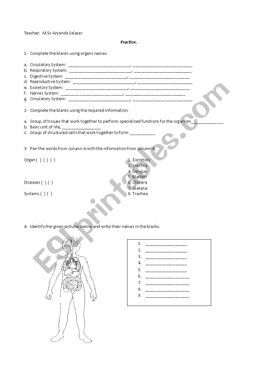 Human Organ Systems Worksheet image.