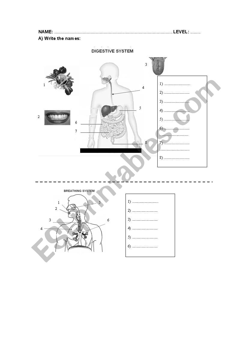 BREATHING AND DIGESTIVE SYSTEM - ESL worksheet by jjaviergarci