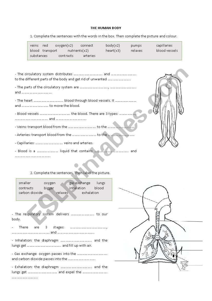 The human body - ESL worksheet by Anabez