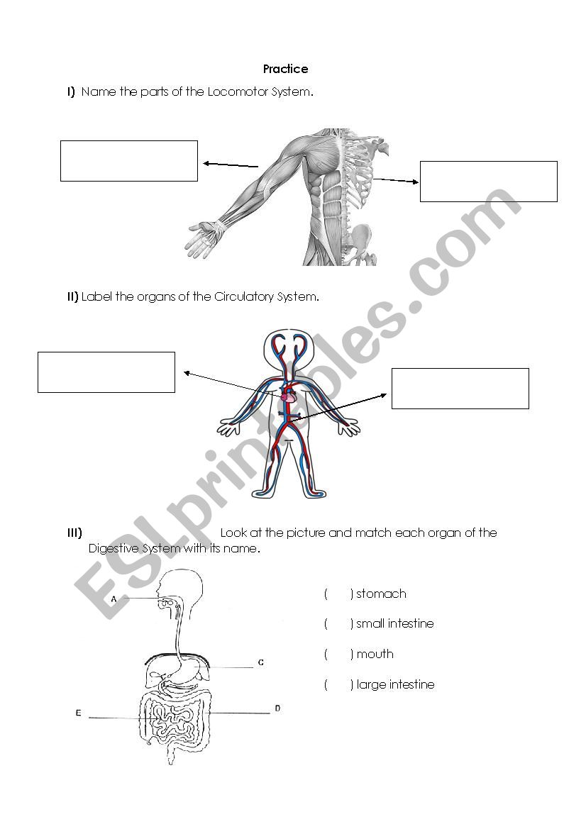 Body Systems - ESL worksheet by kimjsz17