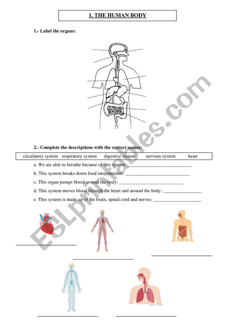 Natural Science 4 - ESL worksheet by kc_beengone