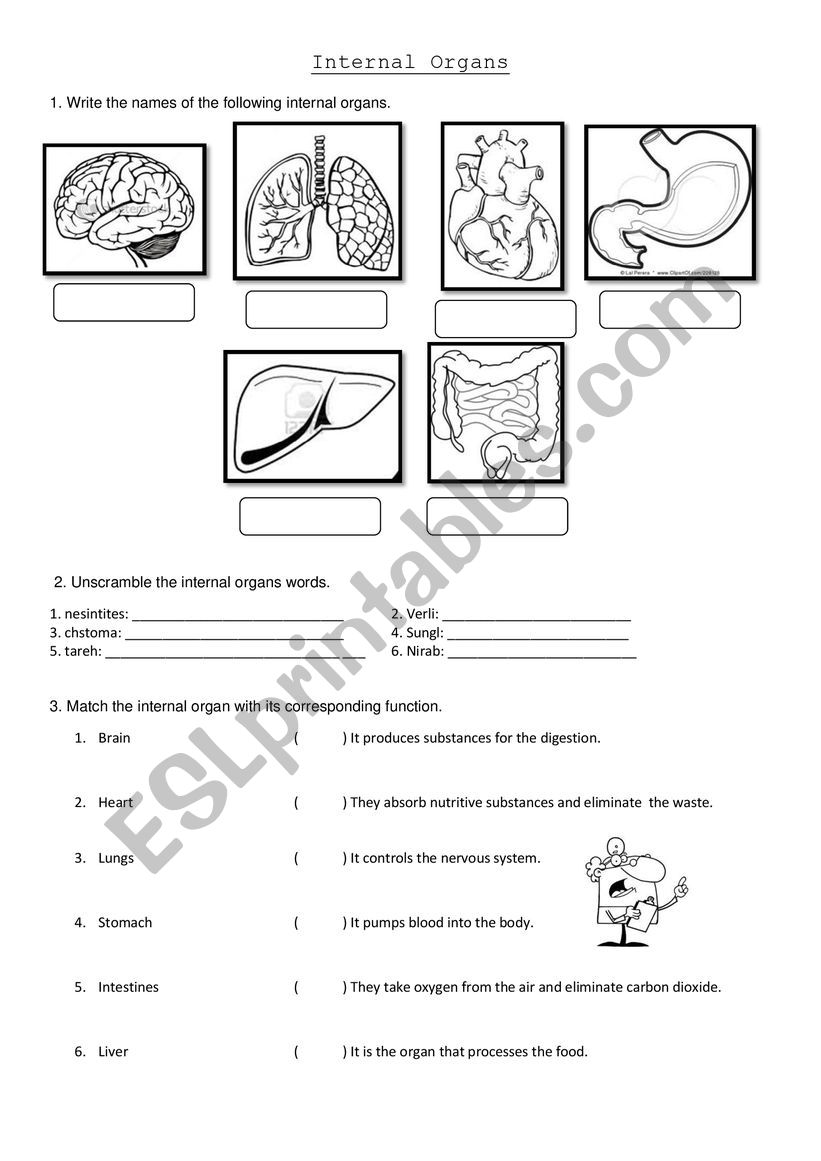 organ - ESL worksheet by panitzine