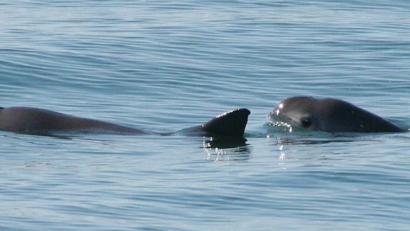 Only 10 Vaquita Porpoises Survive, But Species May Not Be Doomed ...