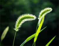 土坡上的狗尾草-土坡上狗尾巴草摇啊摇得人眼泪掉