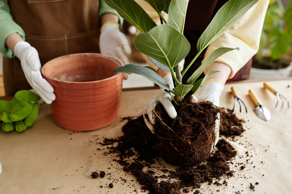 A Couple of People Planting a Tree in a Pot on a Table