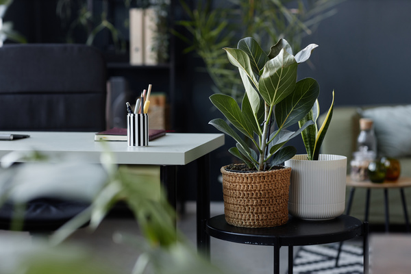 A Living Room with a Desk a Chair and a Plant