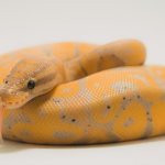 Banana Ball Python