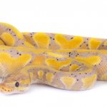 Banana Ball Python Appearance