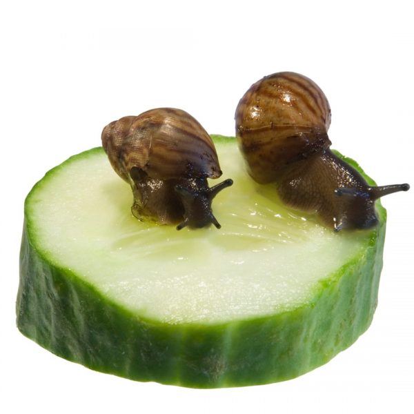 African Land Snail Juvenile