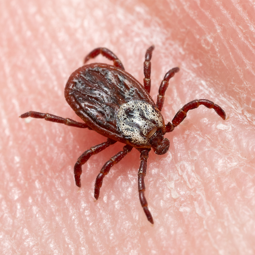 Tick Bite Pictures Symptoms What Does A Tick Bite Look, 55% OFF