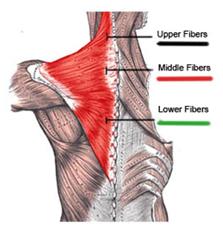 How To Make Your Back Exercises More Effective? | Exercise Biology