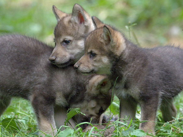 Whats on in Gloucestershire - Cotswold Wildlife Park debuts first Wolf ...