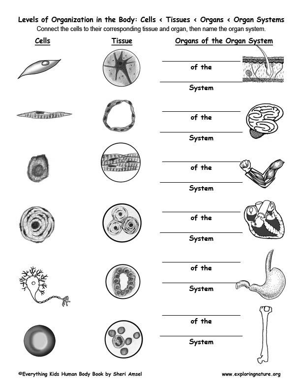 Connect the Cells to Tissues to Organs to Organ Systems